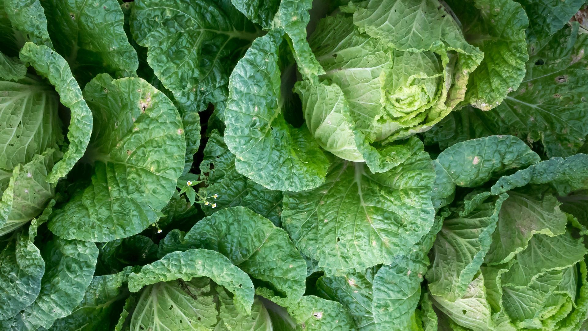 Η Παραδοσιακή Ζύμωση